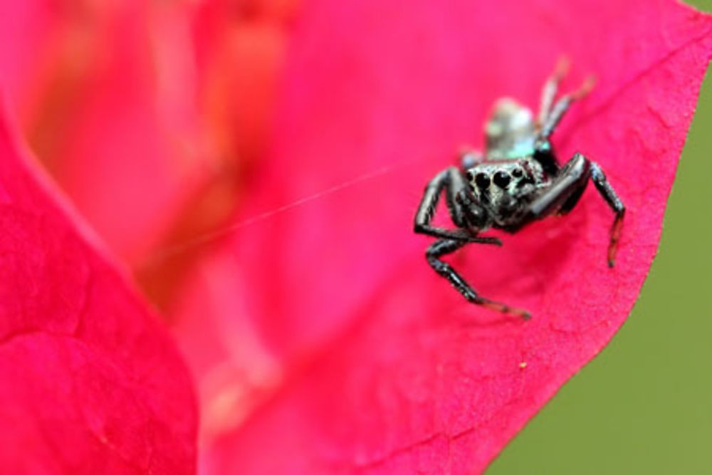 Araignée sauteuse sur bougainvillé