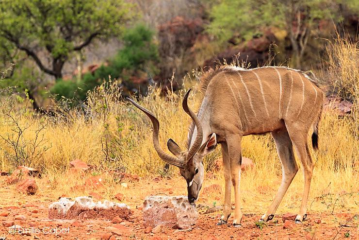 Kudu mâle à Okonjima