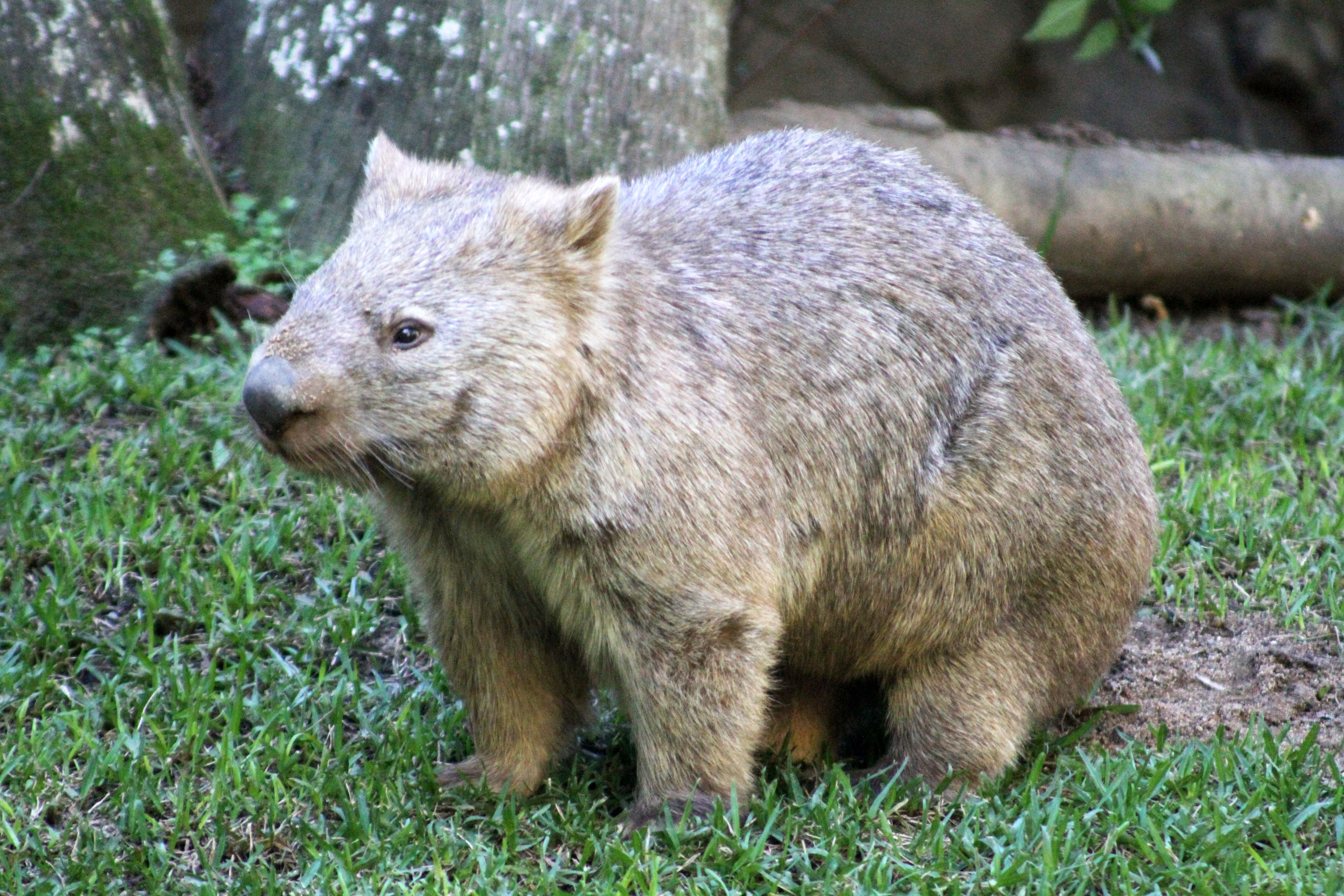Wombat Wombat