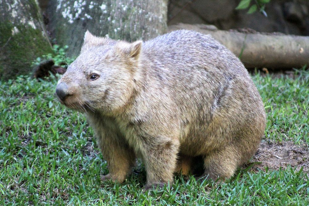 Wombat