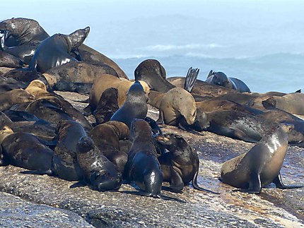 Colonie de phoques à fourrure à Duiker Island