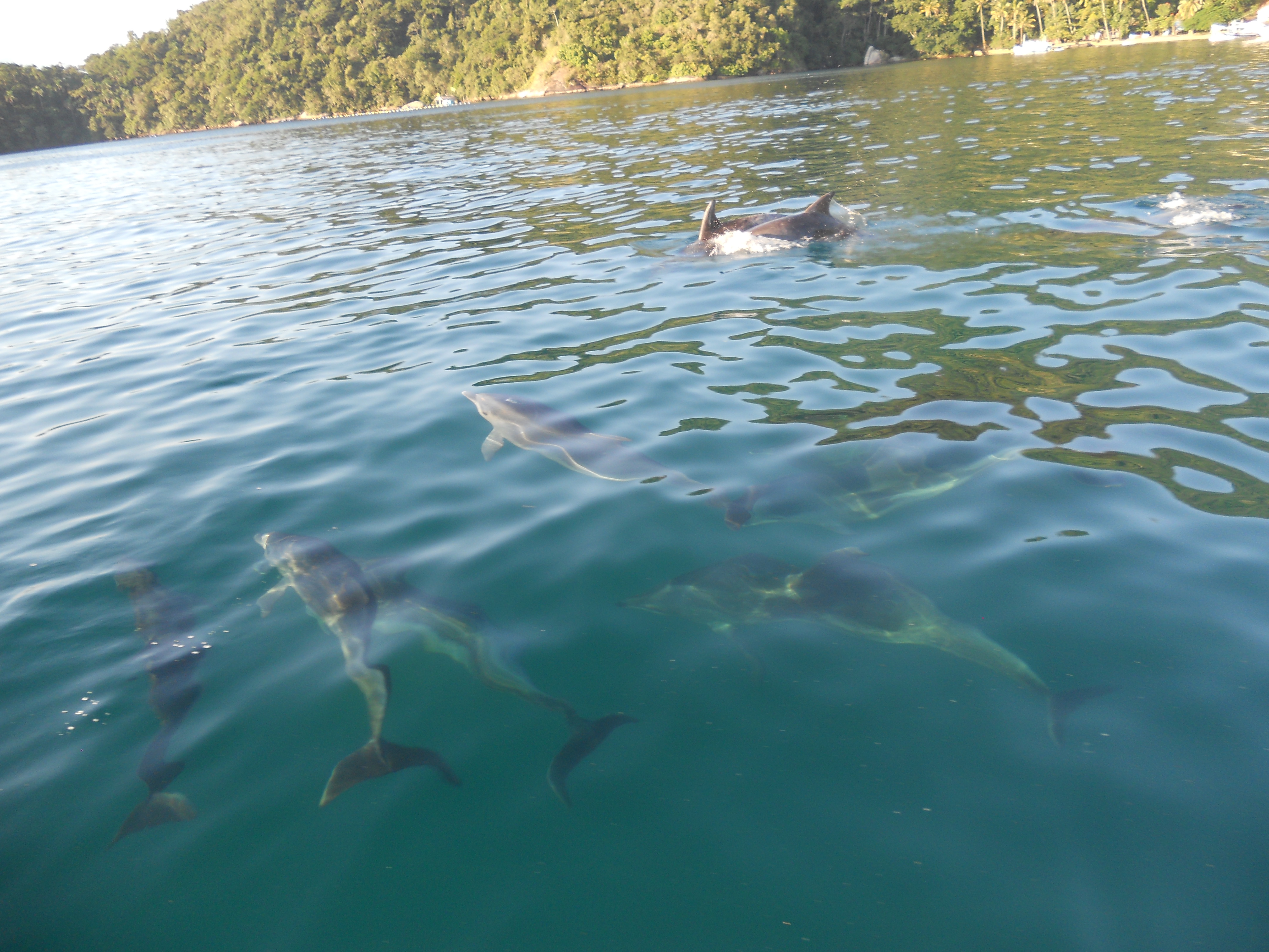 Dauphins à Ilha Grande Dauphins à Ilha Grande