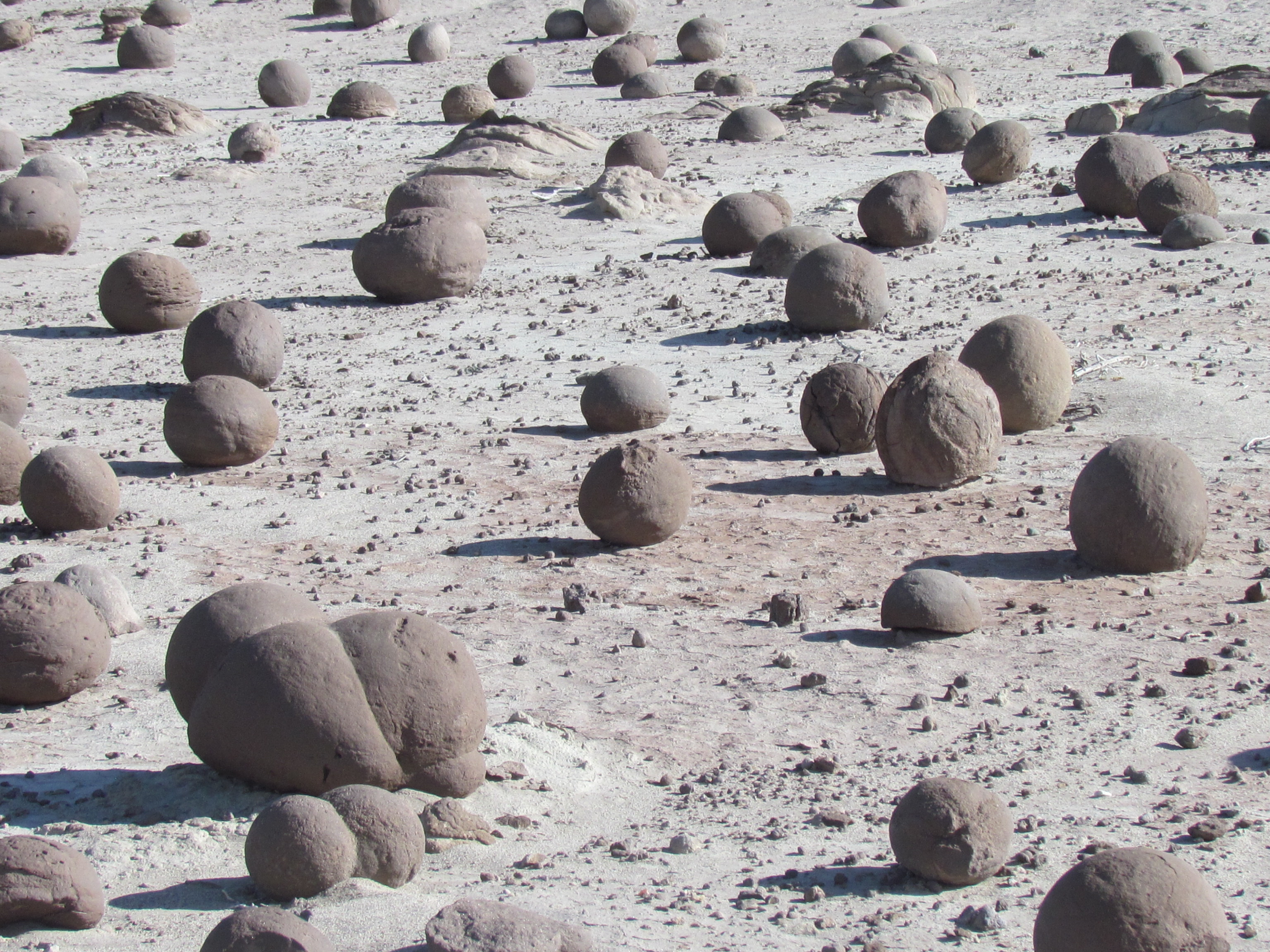 Oeufs de dinosaures fossilisés Oeufs de dinosaures fossilisés