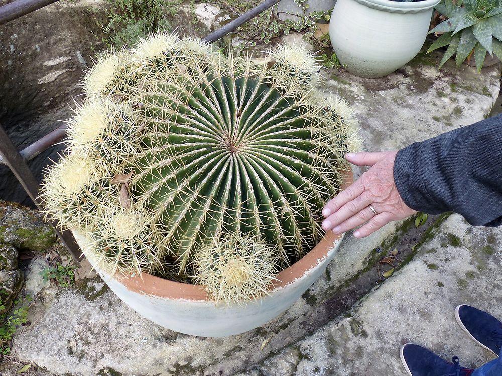 Cactus géant 