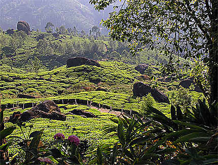 Plantation de thé à Munnar