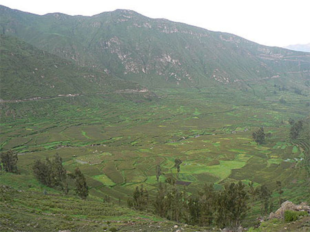 Cultures en terrasses en bordure du canyon del Colca