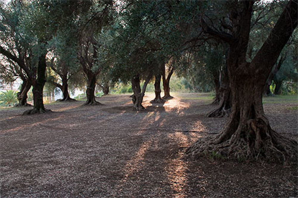 Parc du pian, Menton