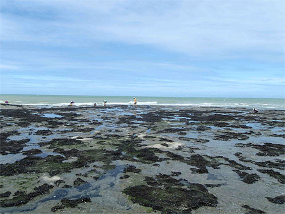 A la pêche aux moules