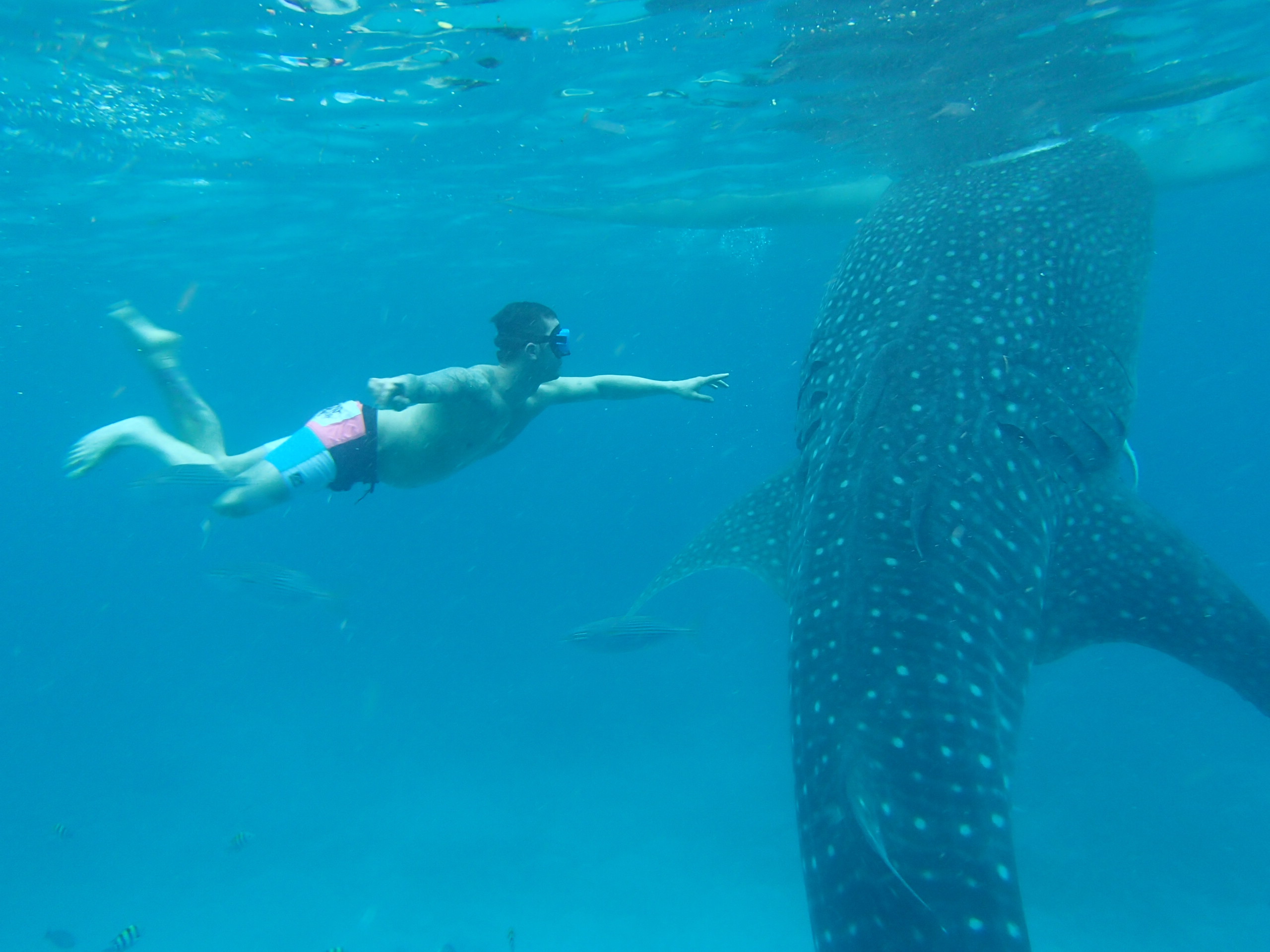 Whaleshark Whaleshark
