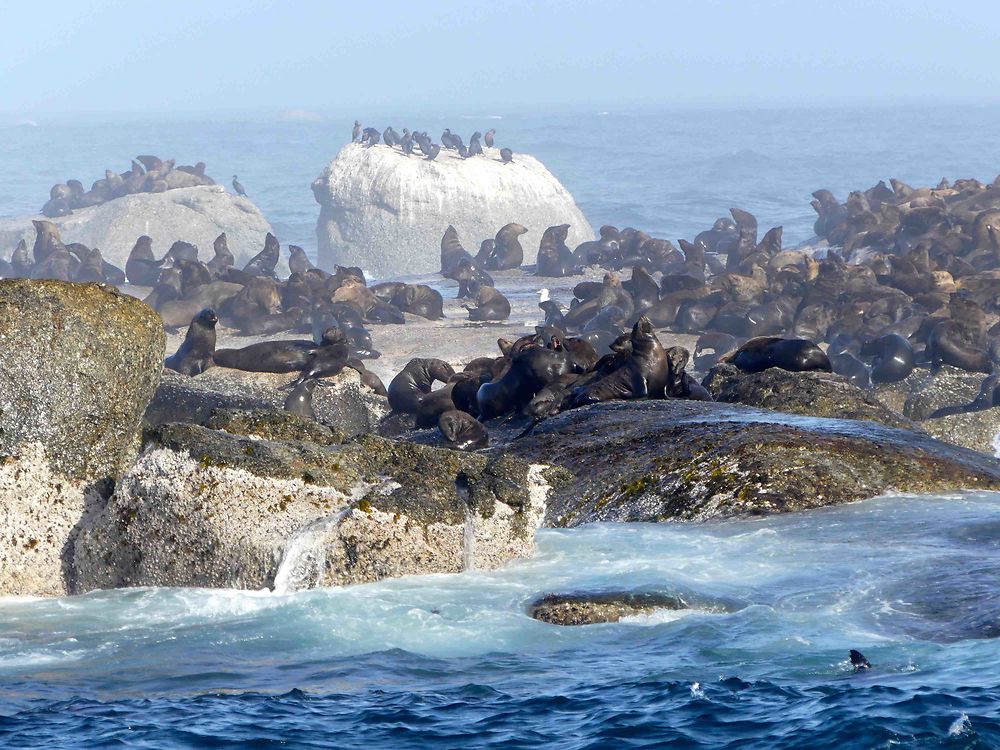 Colonie de Phoques à fourrure à Duiker Island