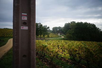 Le GR6 dans les vignes en Dordogne