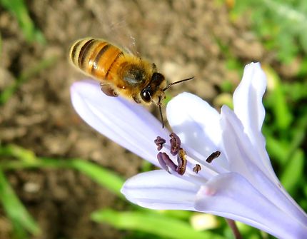 L'abeille du 12ème arrondissement