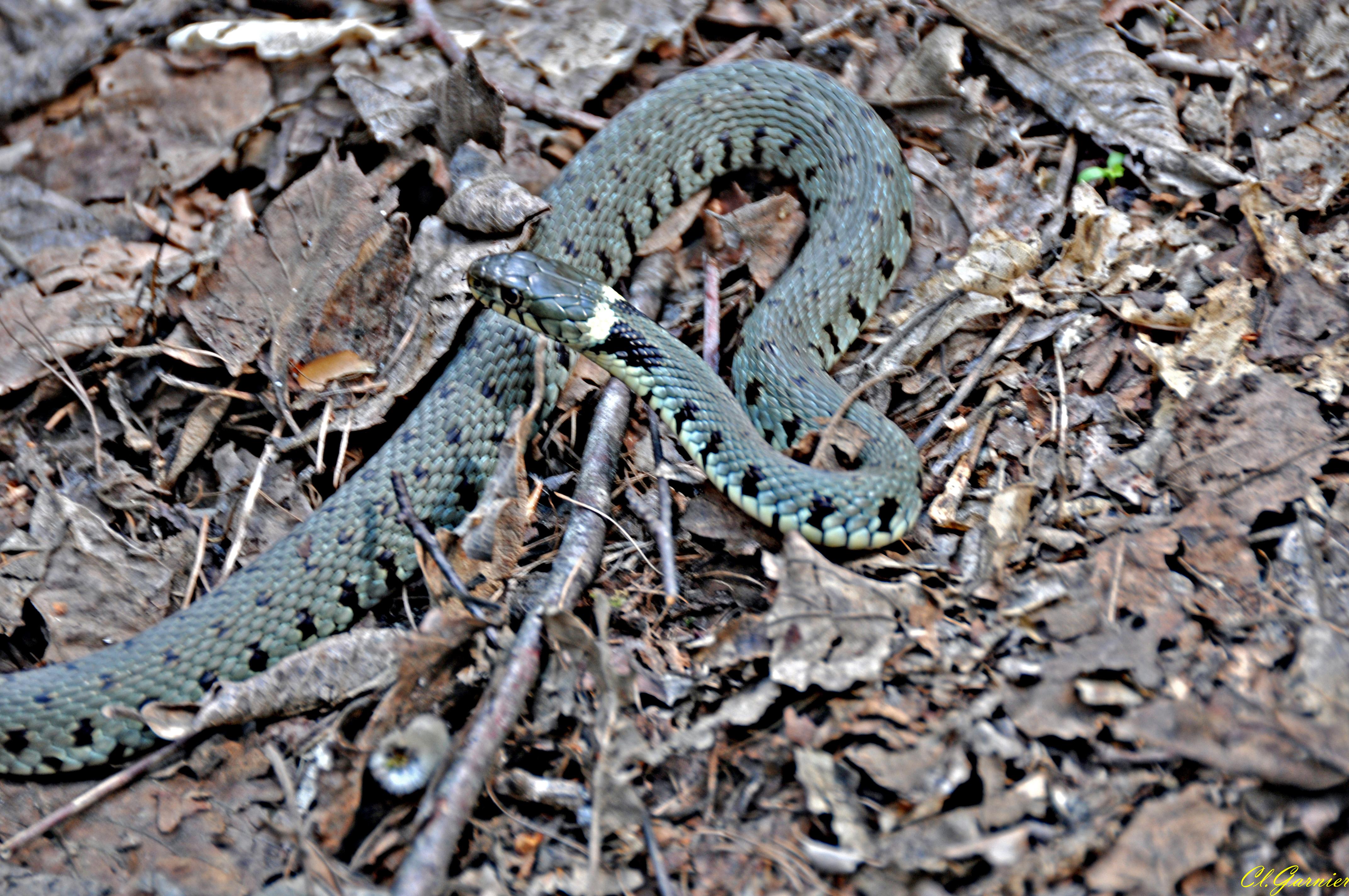 Couleuvre à collier Serpents Animaux Reptiles Animaux Animaux — free download