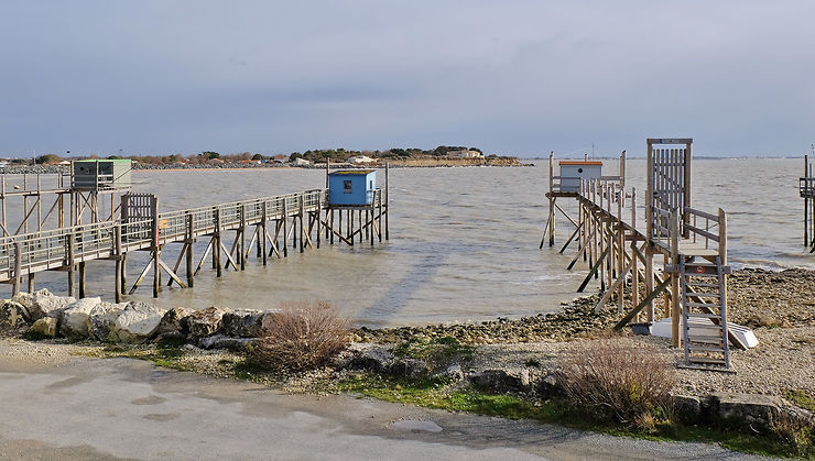 Coraux de la pointe du Chay - Charente-Maritime 