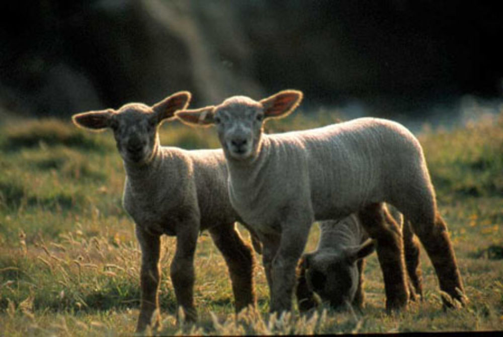 ile d'Yeu, moutons