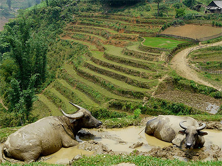 Rizières en terrasses et buffles Rizières en terrasses et buffles