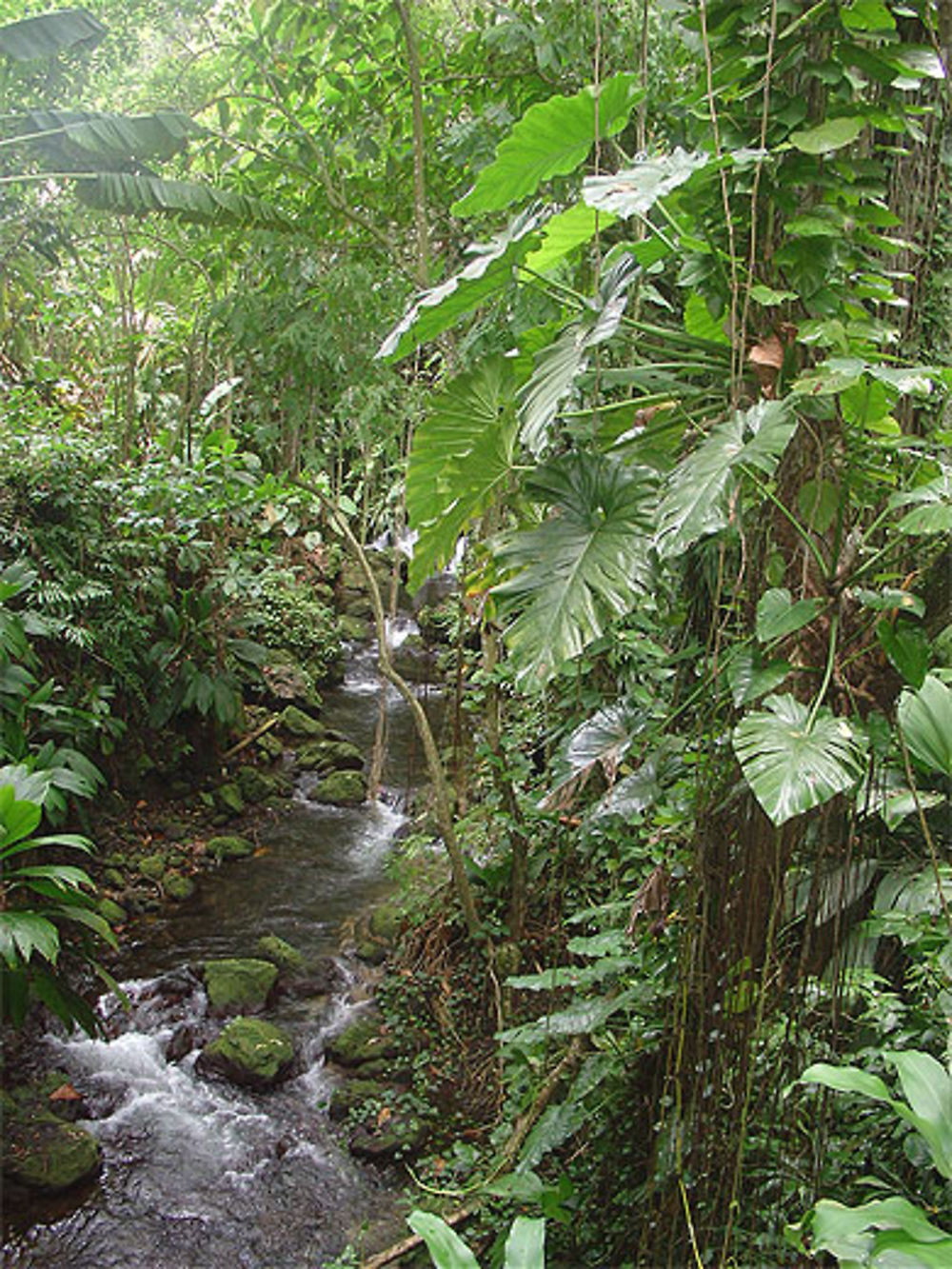 Chemin chutes du Carbet