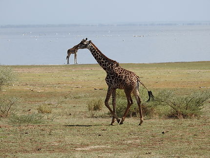 Girafe Canibale
