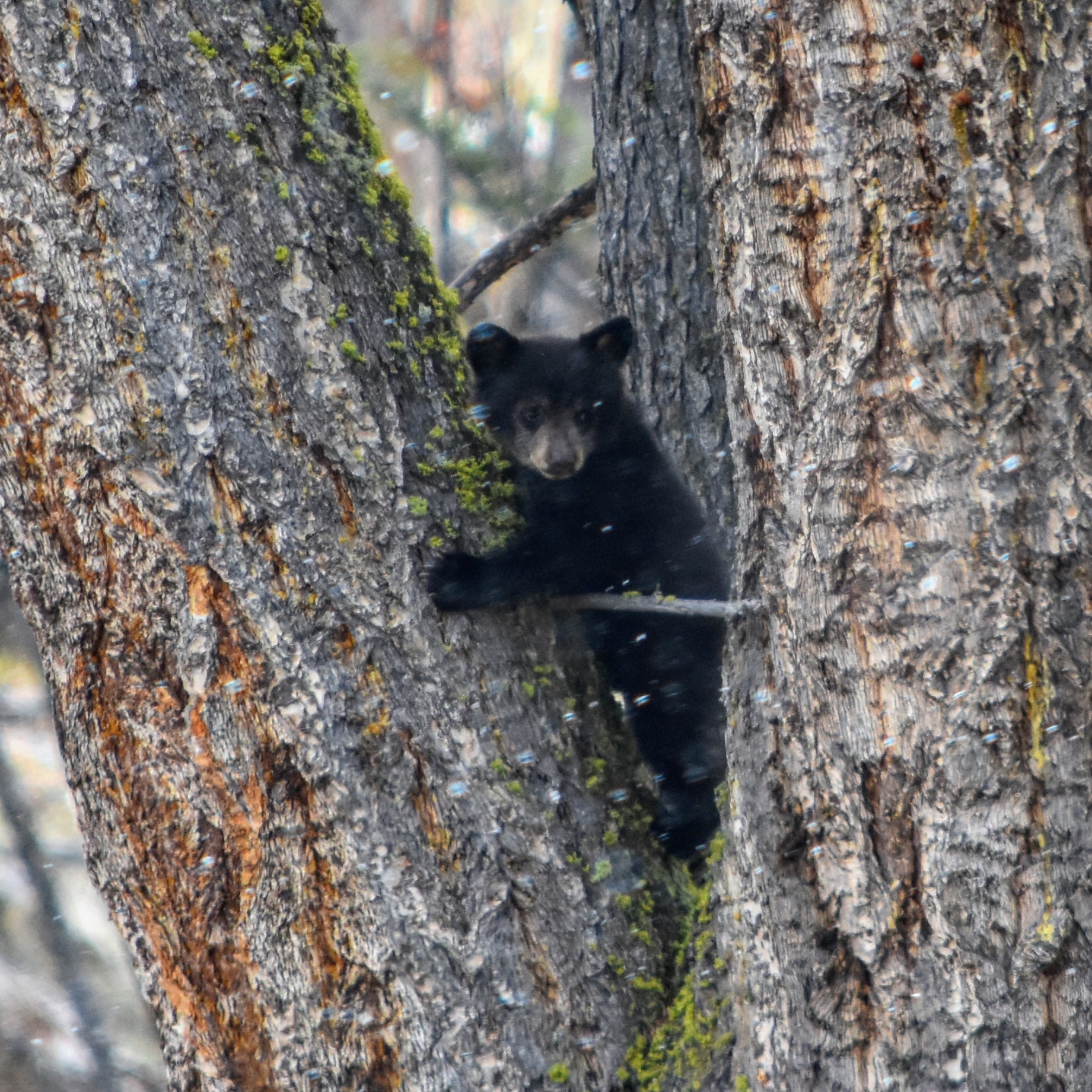 Bebe Ours Brun A Yellowstone Animaux Yellowstone National Park Wyoming Parcs Nationaux De L Ouest Americain Routard Com