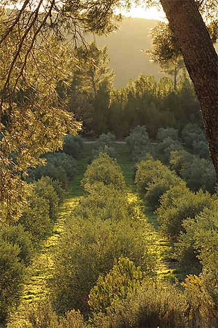 Jeunes plants d'oliviers