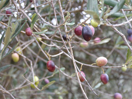 Les olives Les olives