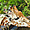 Une girafe au zoo de la Palmyre