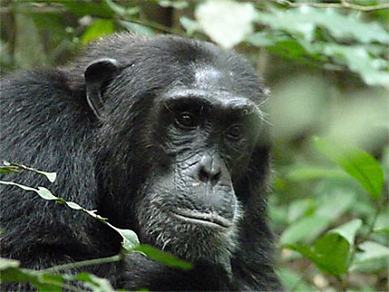 Chimpanzé pensif