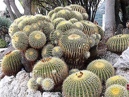 Echinocactus.