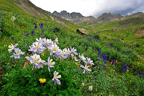 Columbines à American Basin Columbines à American Basin