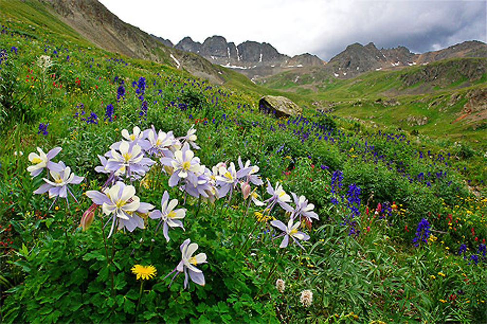 Columbines à American Basin