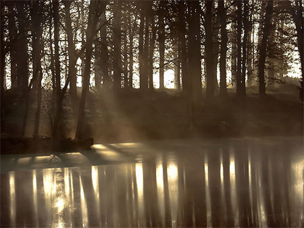 Etang de Touraine, l'Orfrasière