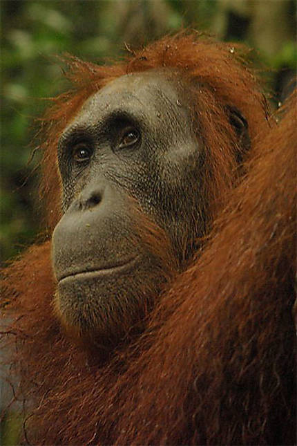 Unyuk, l'une des femelles orang-outans de Tanjung Puting