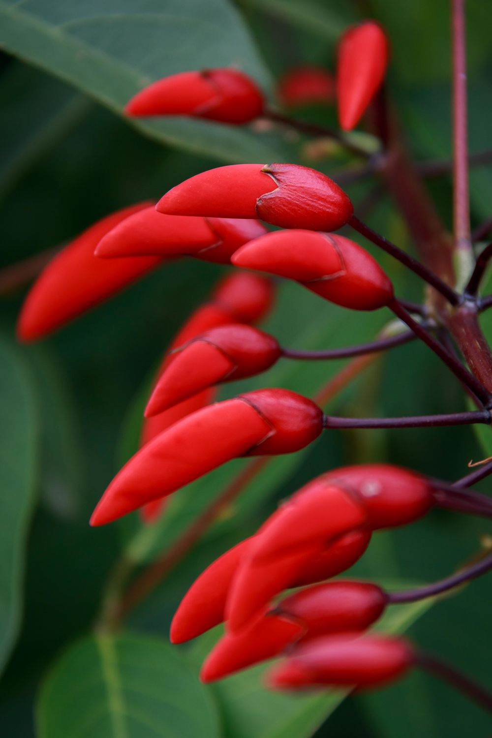 Bordeaux - Jardin botanique - Erythrina crista-gal