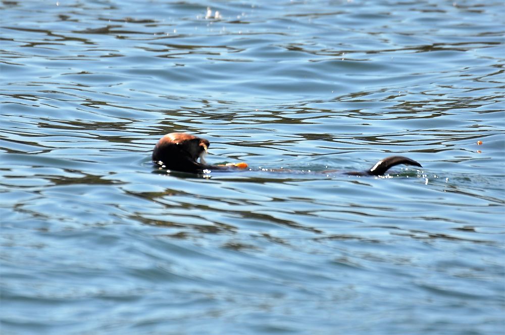 Loutre de mer à Tofino, Canada