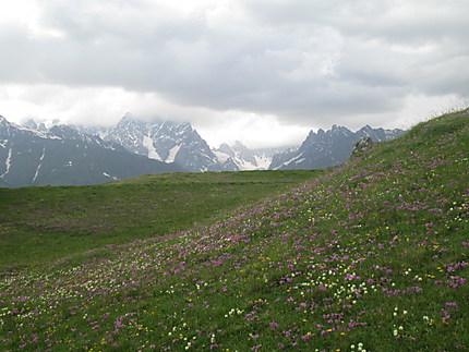 Prairie fleurie
