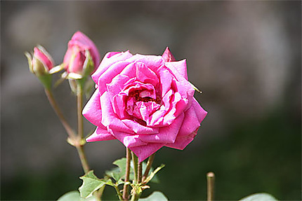 Jolie couleur pour cette rose ...