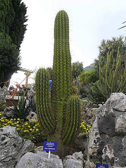 Echinopsis Atacamensis