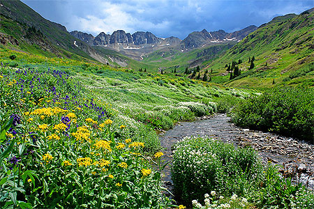 Champs de fleurs à American Basin Champs de fleurs à American Basin