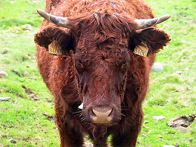 Vache Auvergnate Vaches Animaux Le Lioran Cantal Auvergne 