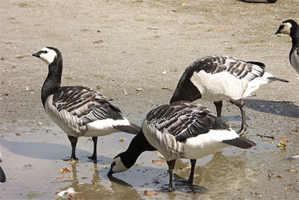 Bernaches du Canada à Djurgarden