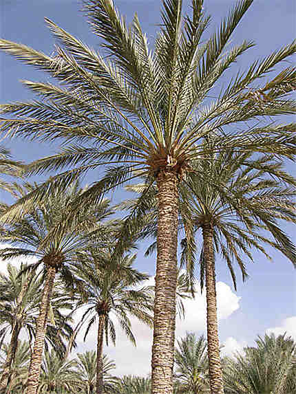 Sous les palmiers