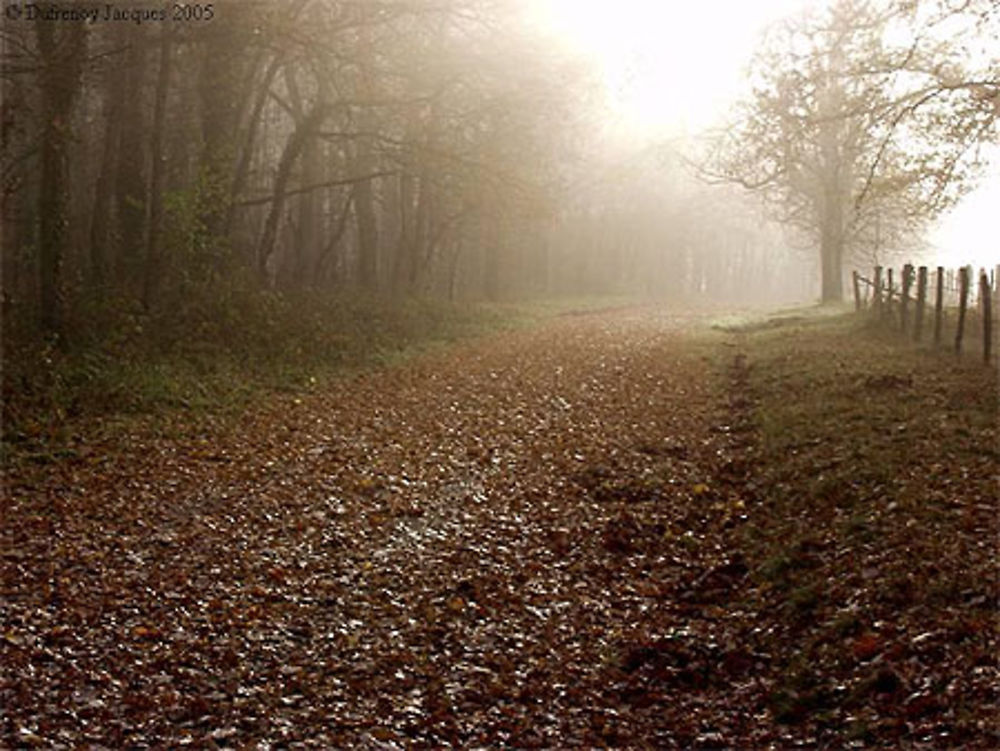 Forêt de Touraine. Brume matinale