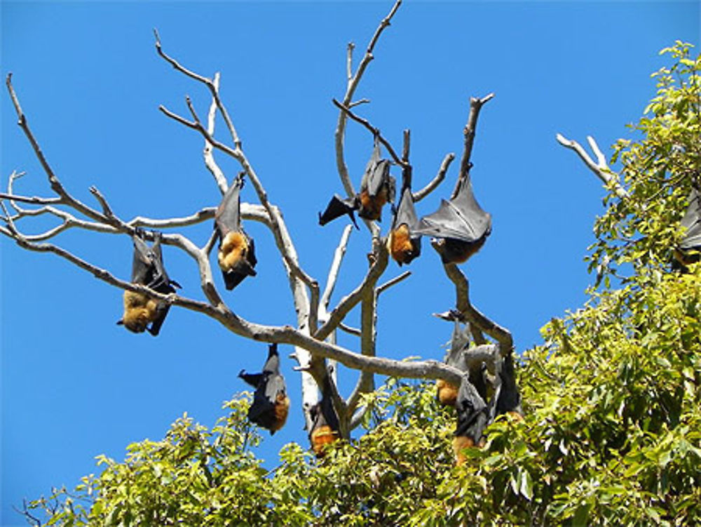 Chauve-souris à Sydney