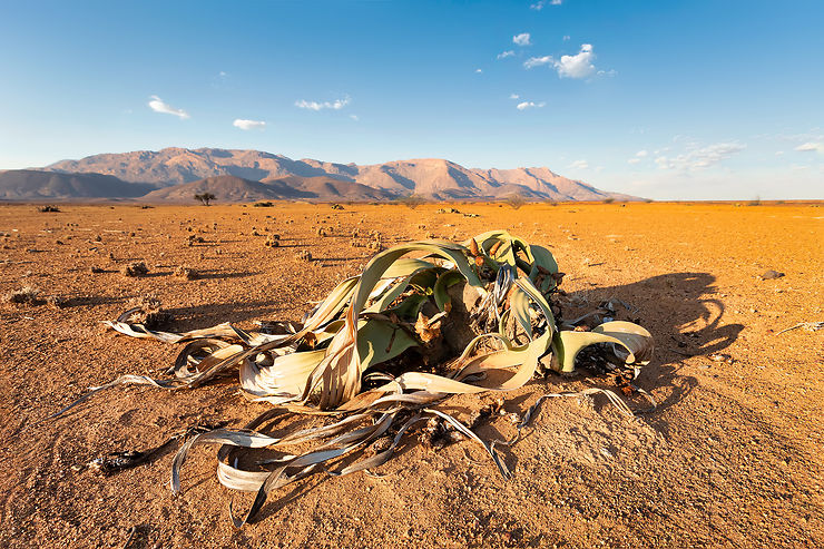 Les plantes du désert du Namib