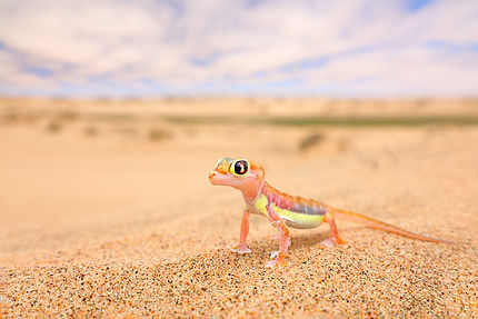 The small animals of the Namib desert