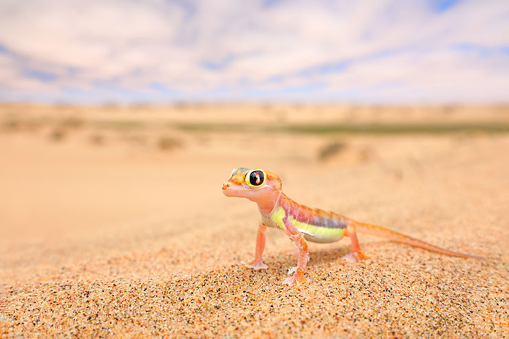 Les petits animaux du désert du Namib