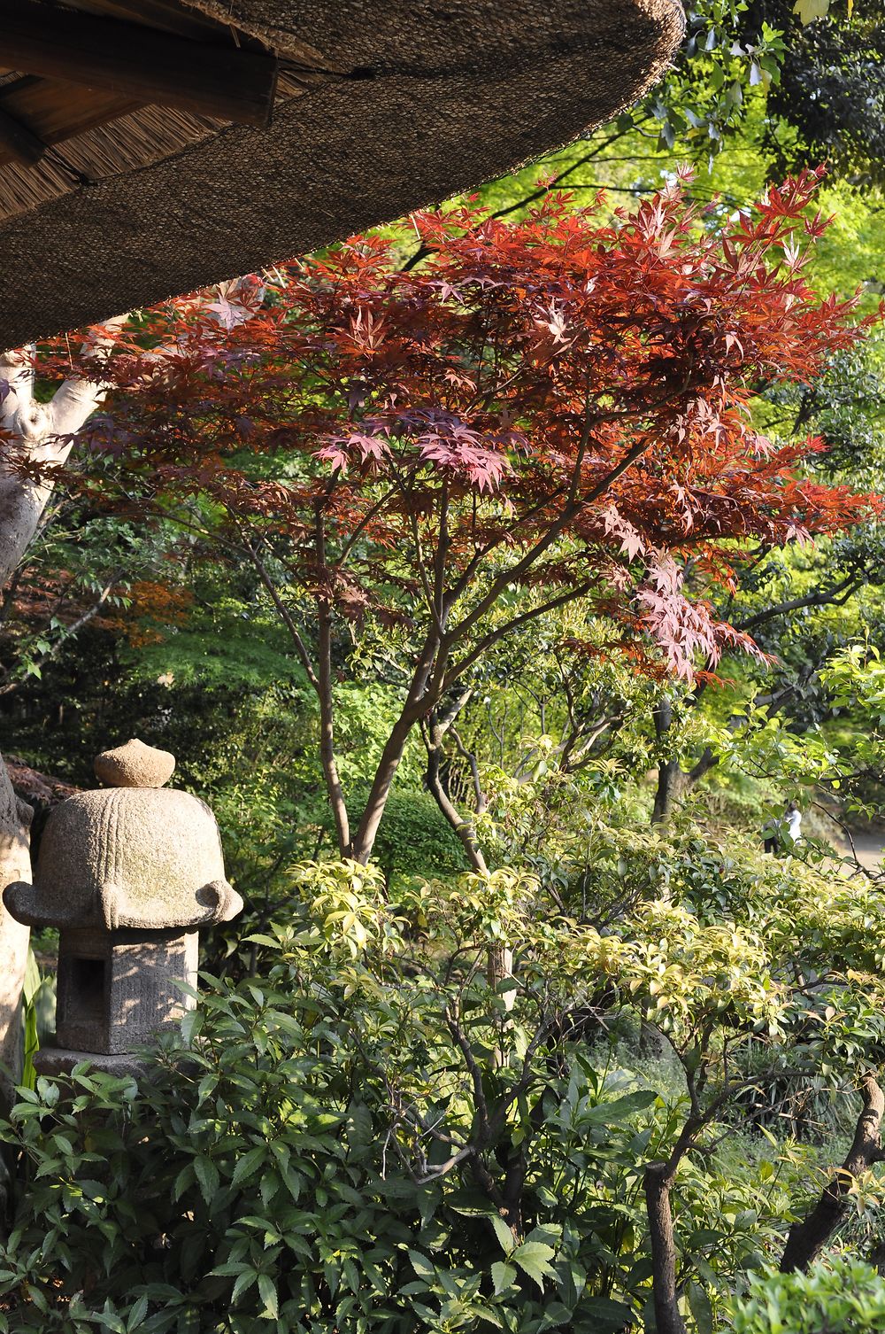 Koishikawa korakuen