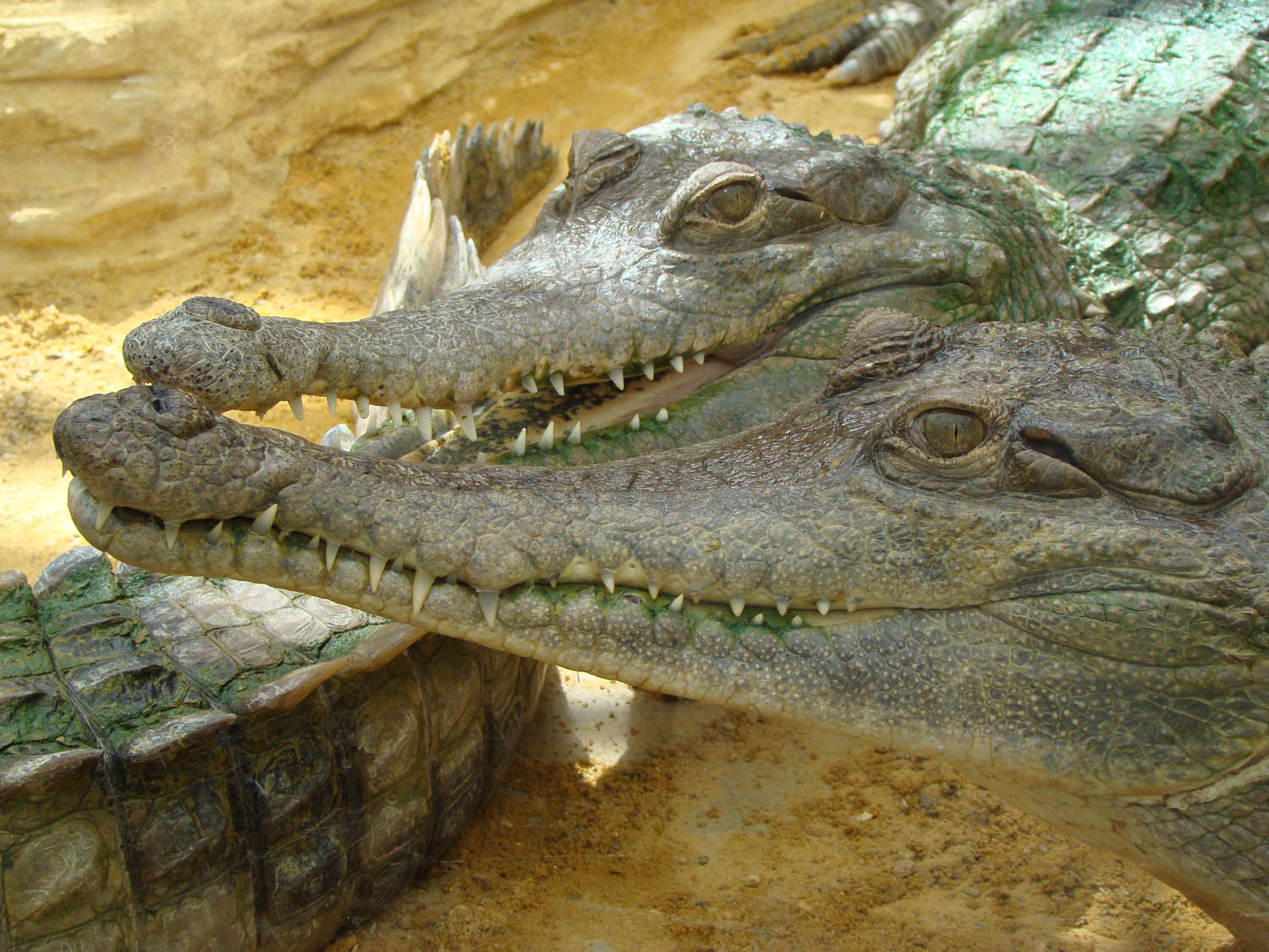 Crocodiles gavial à la ferme aux crocodiles Crocodiles gavial à la ferme aux crocodiles