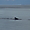 Troupeau de baleines à Ushuaia