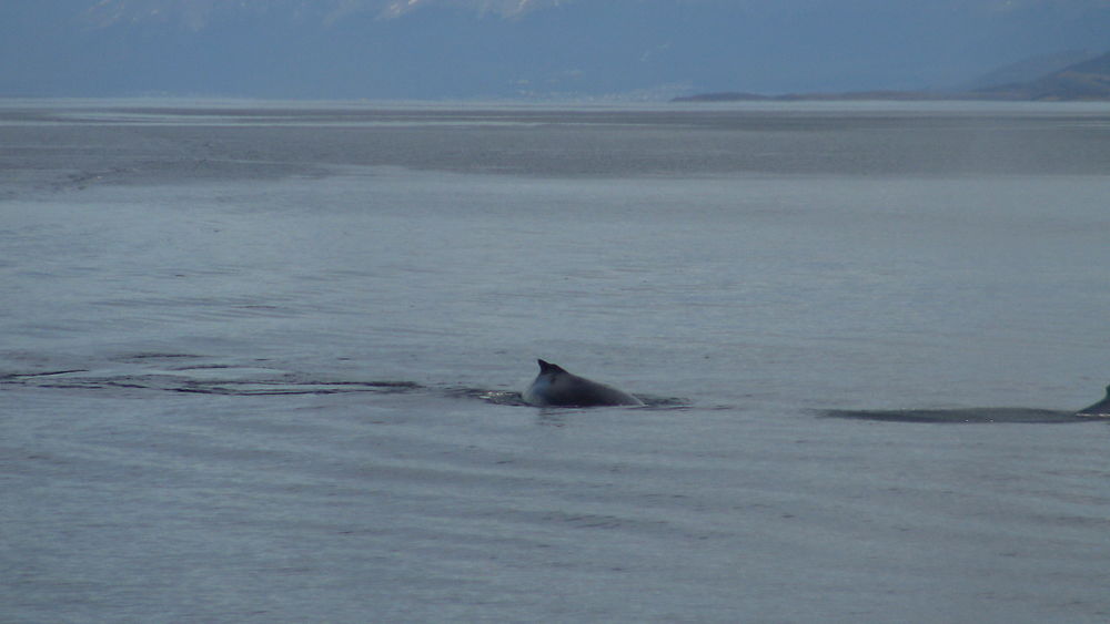 Troupeau de baleines à Ushuaia